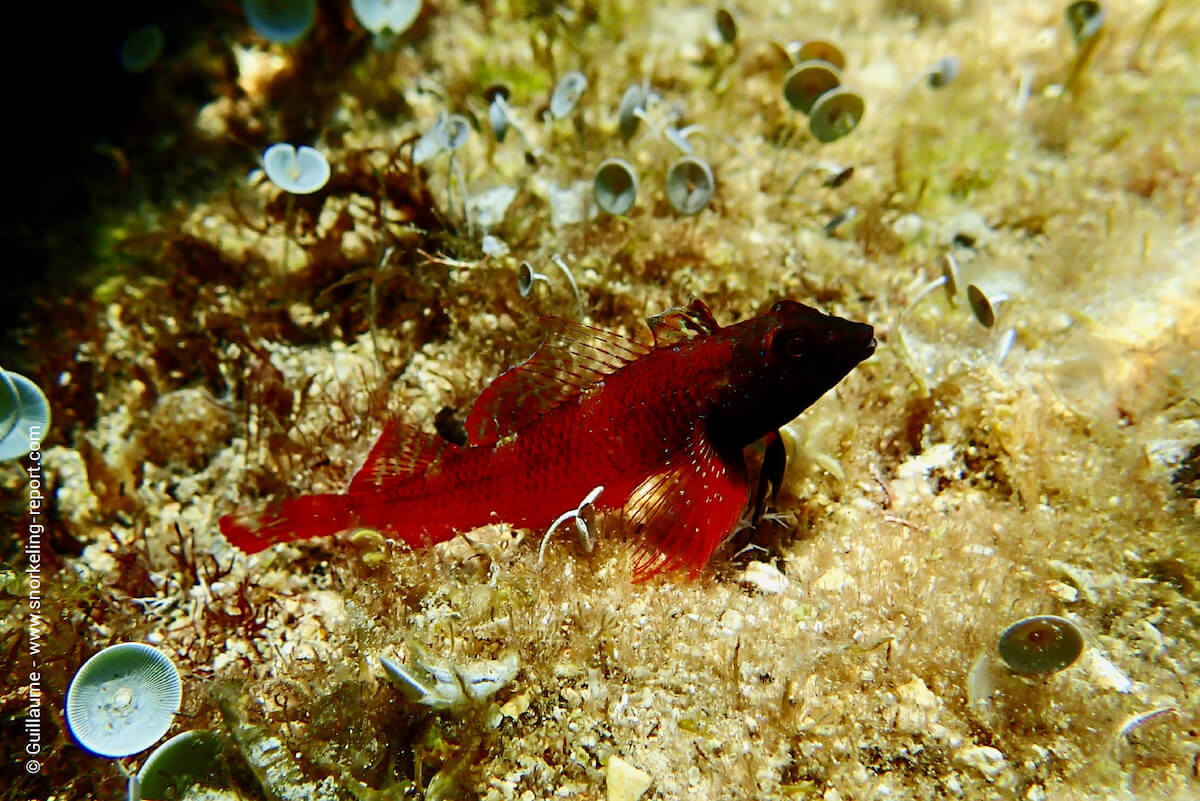 Triplefin blenny in Calanque de Sugiton