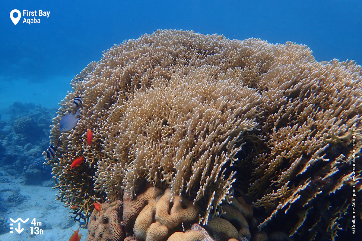 Healthy coral head in First Bay, Aqaba