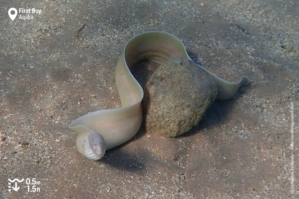 Geometric moray at First Bay, Aqaba