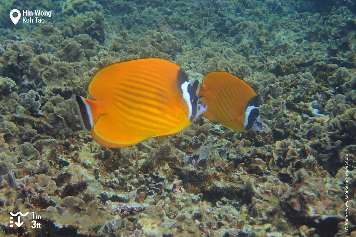 Pair of Hong Kong butterflyfish in Hin Wong