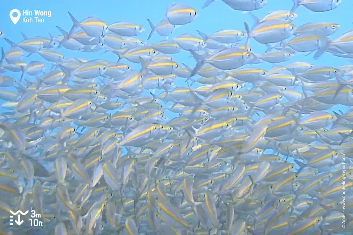 Large school of fish at Hin Wong