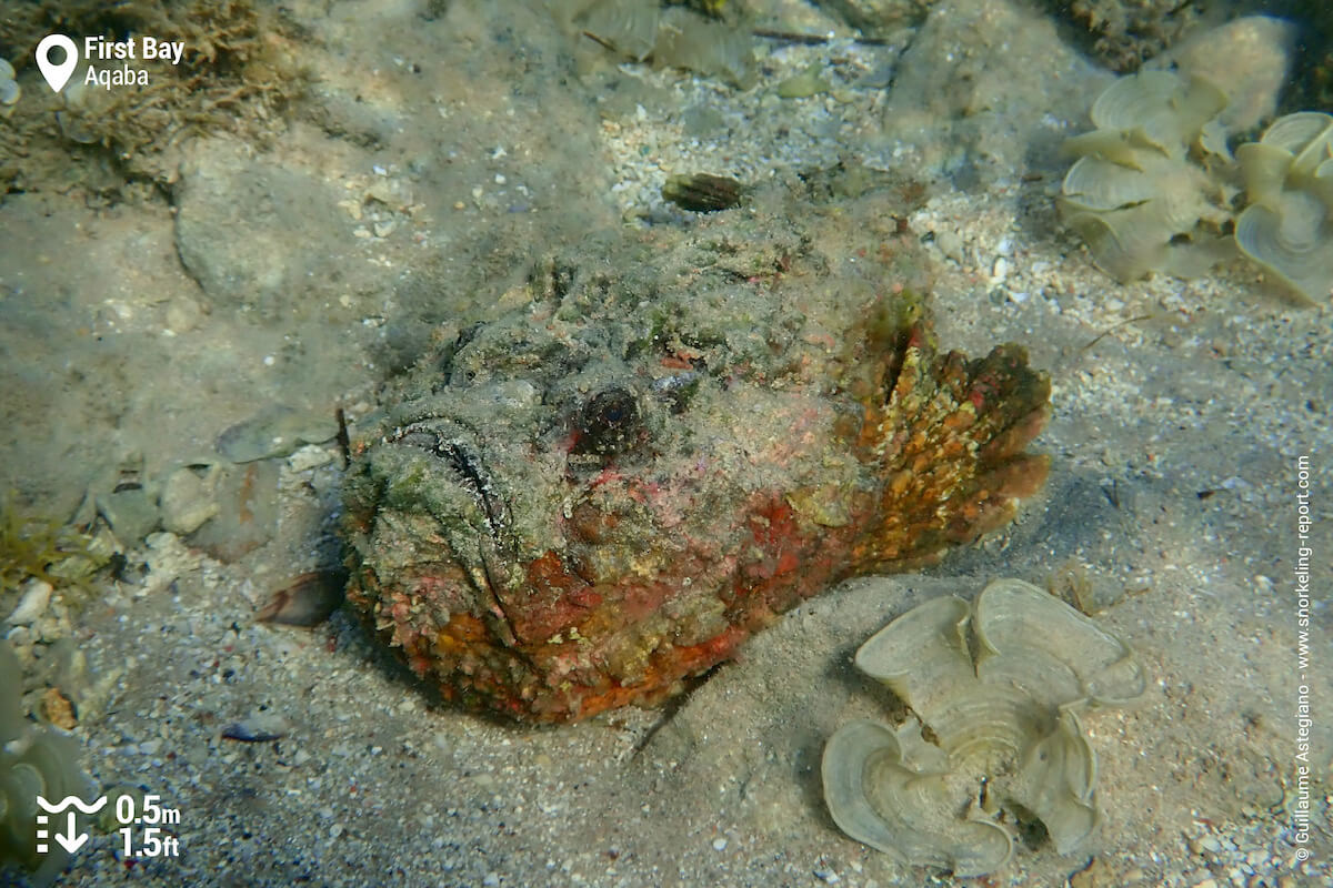 Stonefish in First Bay, Aqaba