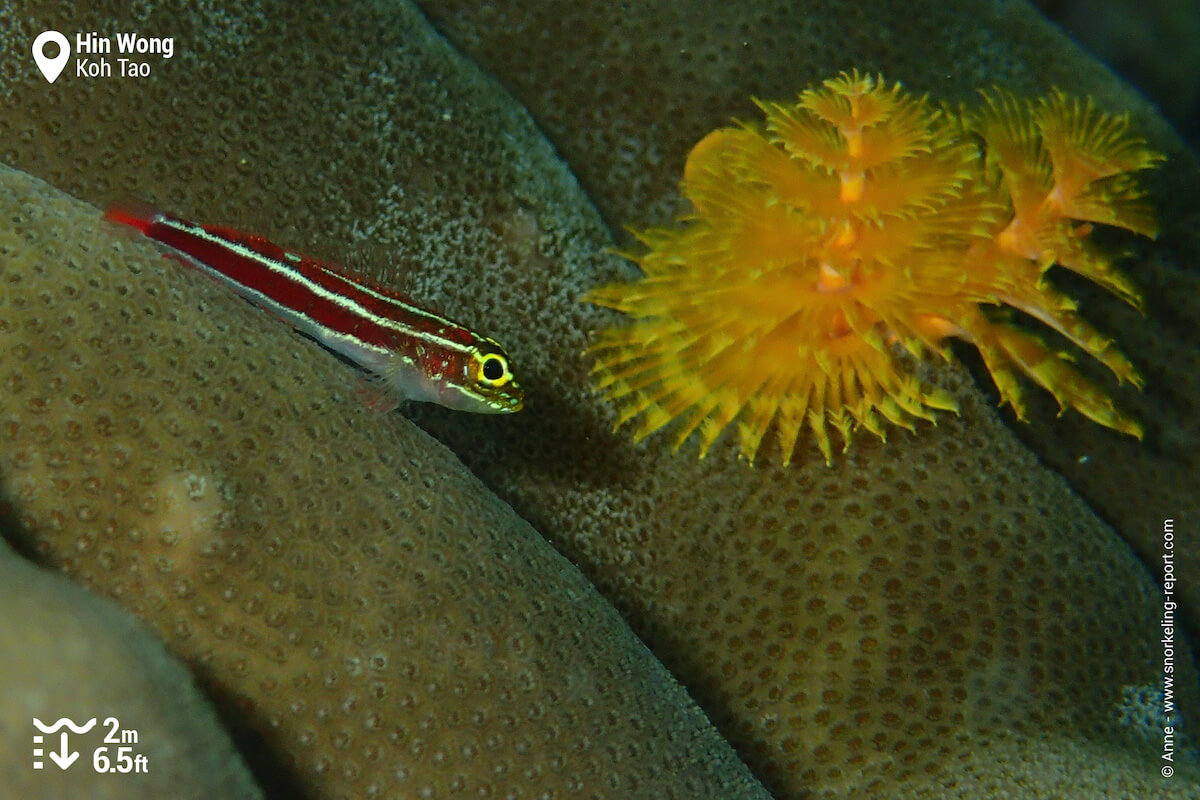 Striped triplefin and Christmas tree worm at Hin Wong
