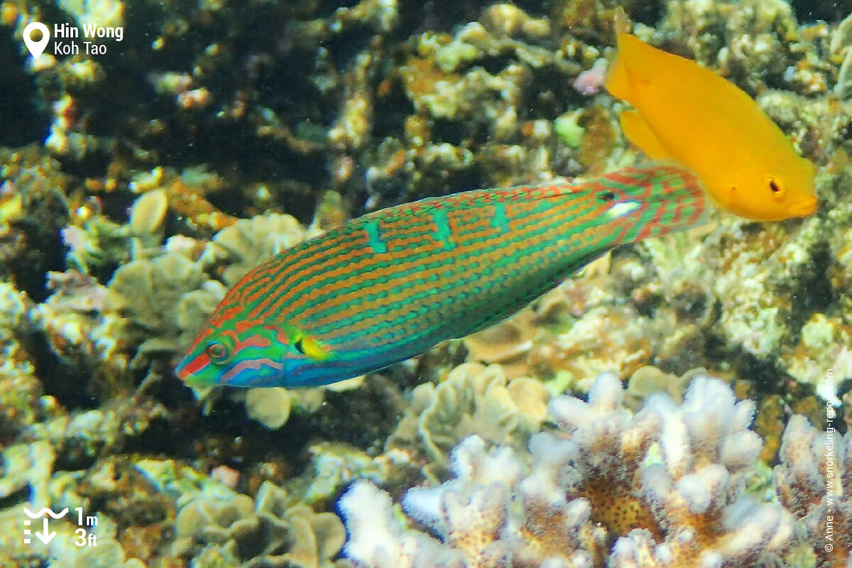 Wrasse at Hin Wong