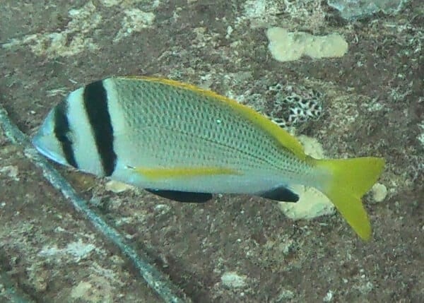 Acanthopagrus bifasciatus