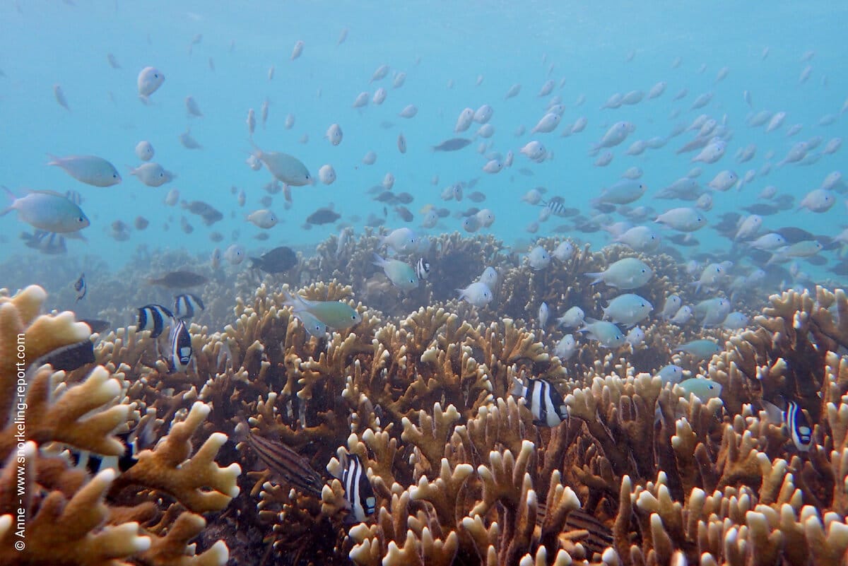 Coral reef at Ile aux Benitiers
