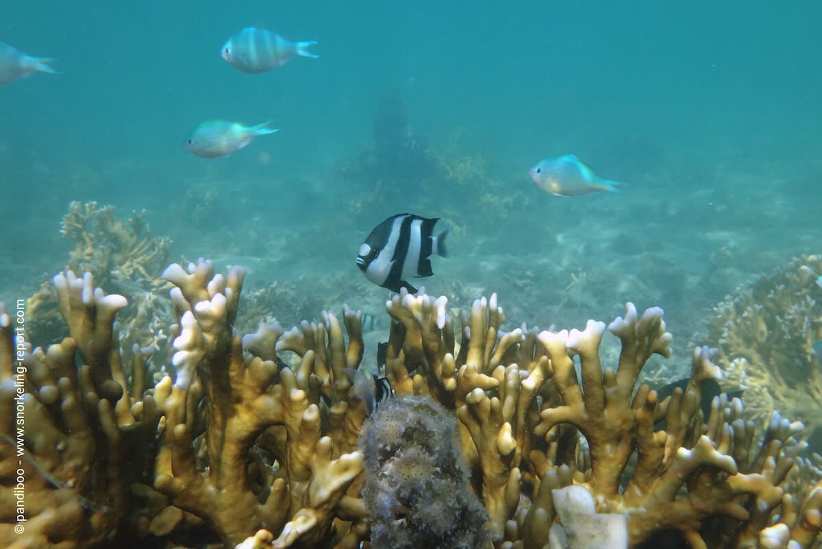 Coral reef and damselfish at Ile aux Benitiers