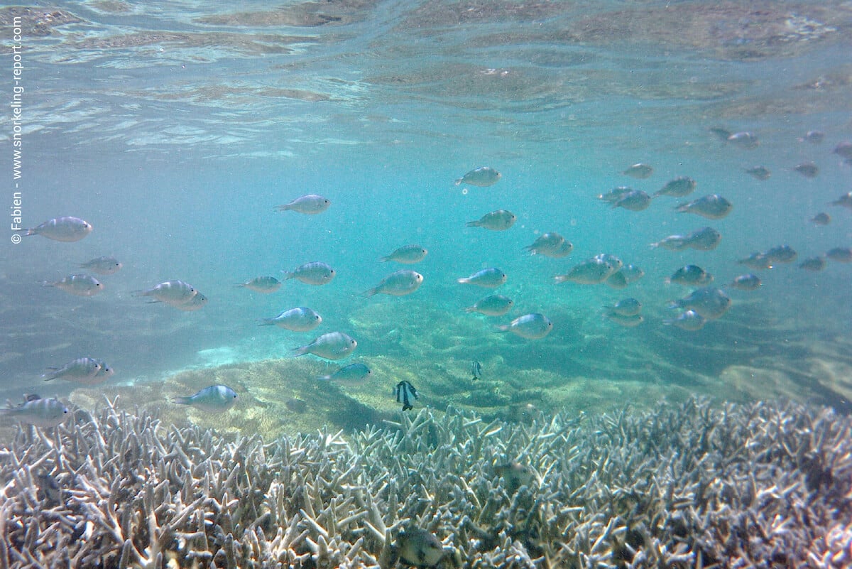 Coral reef in Blue Bay