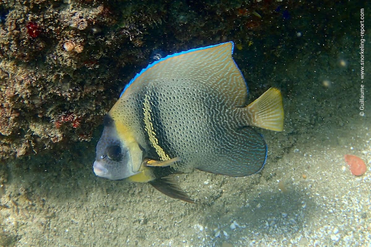 A Cortez angelfish in Playa Bassey