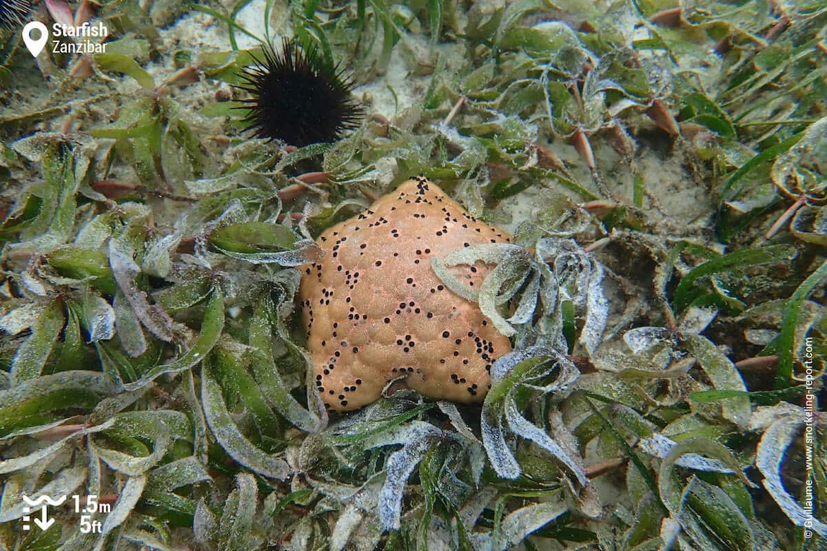 Cushion sea star in seagrass meadows