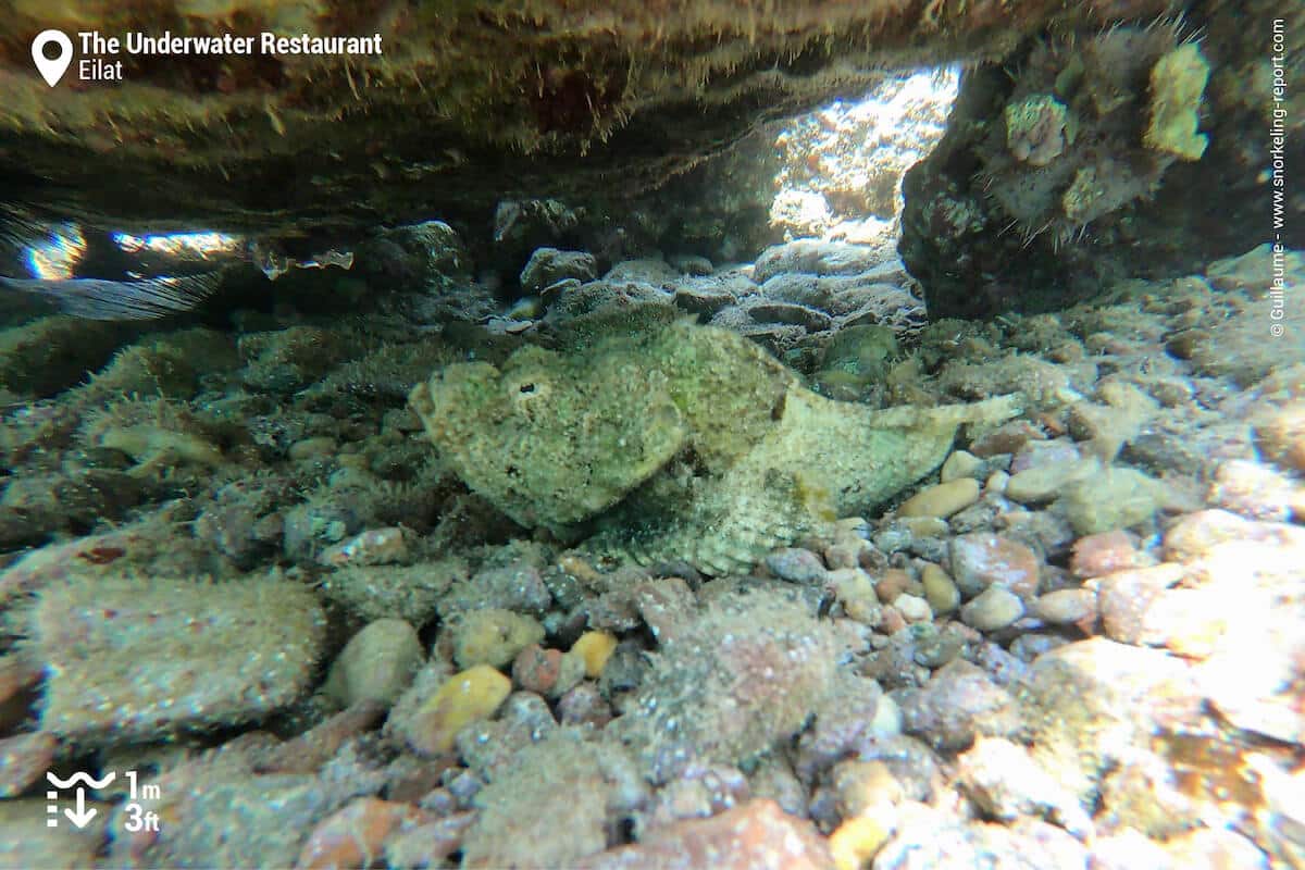 Devil scorpionfish at the Underwater Restaurant