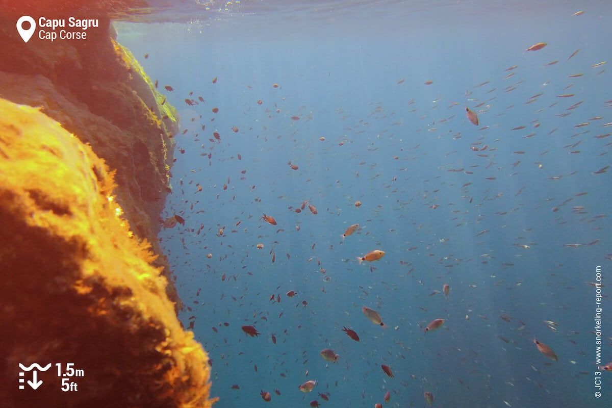 Poissons autour d'un mur rocheux au Capu Sagru