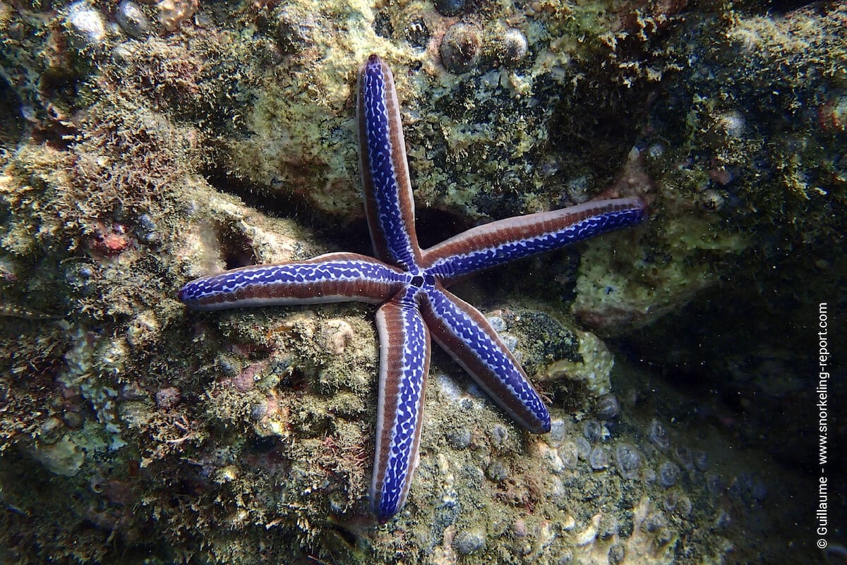 Galapagos blue sea star in Playa Danta
