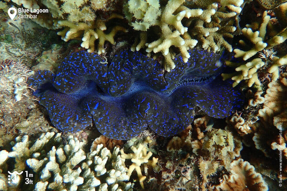 Giant clam at the Blue Lagoon