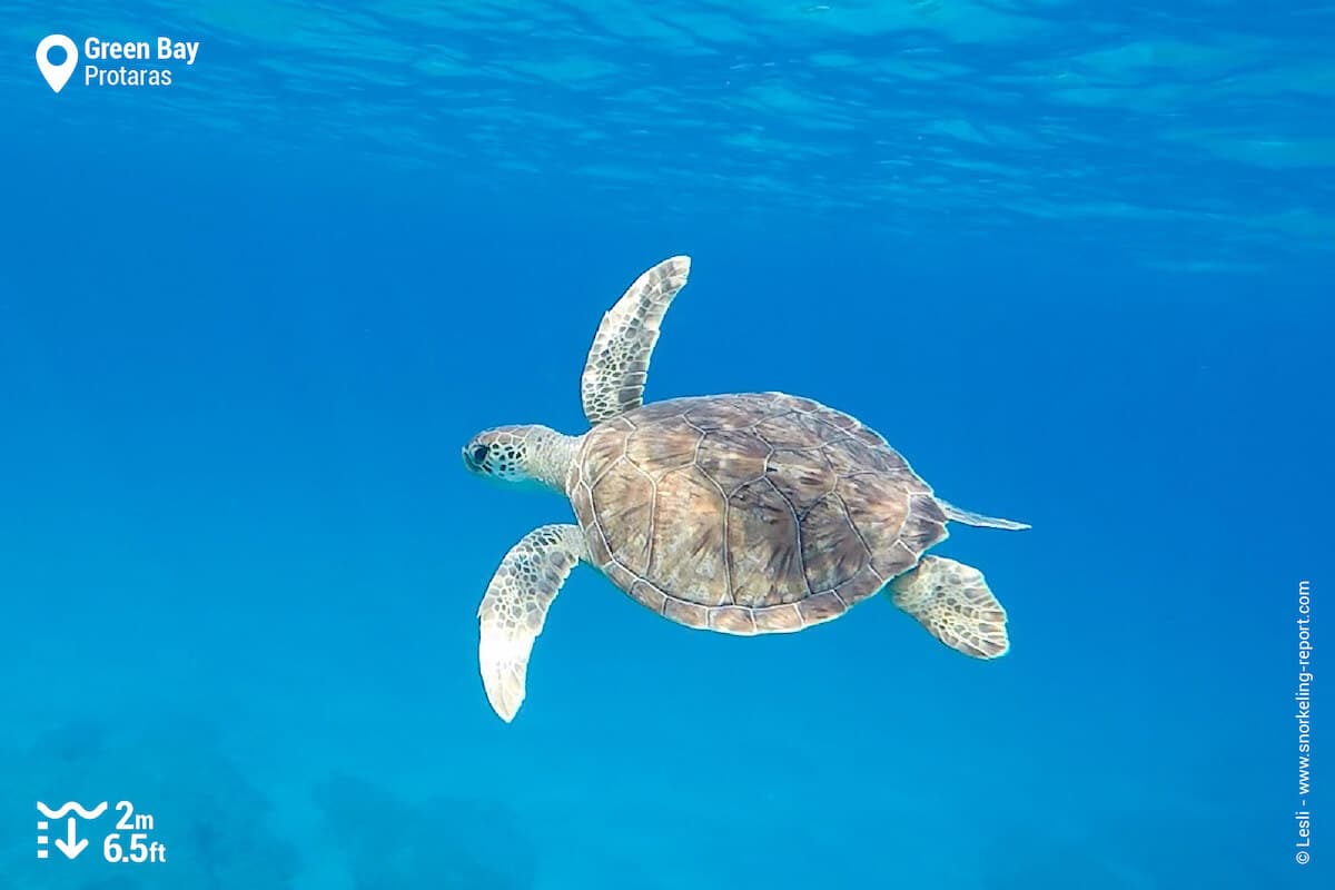 Green sea turtle in Green Bay, Protaras