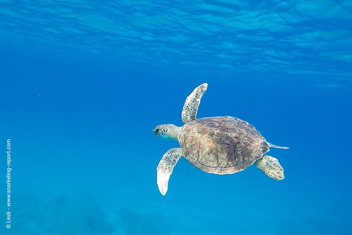 Green sea turtle in Green Bay, Protaras