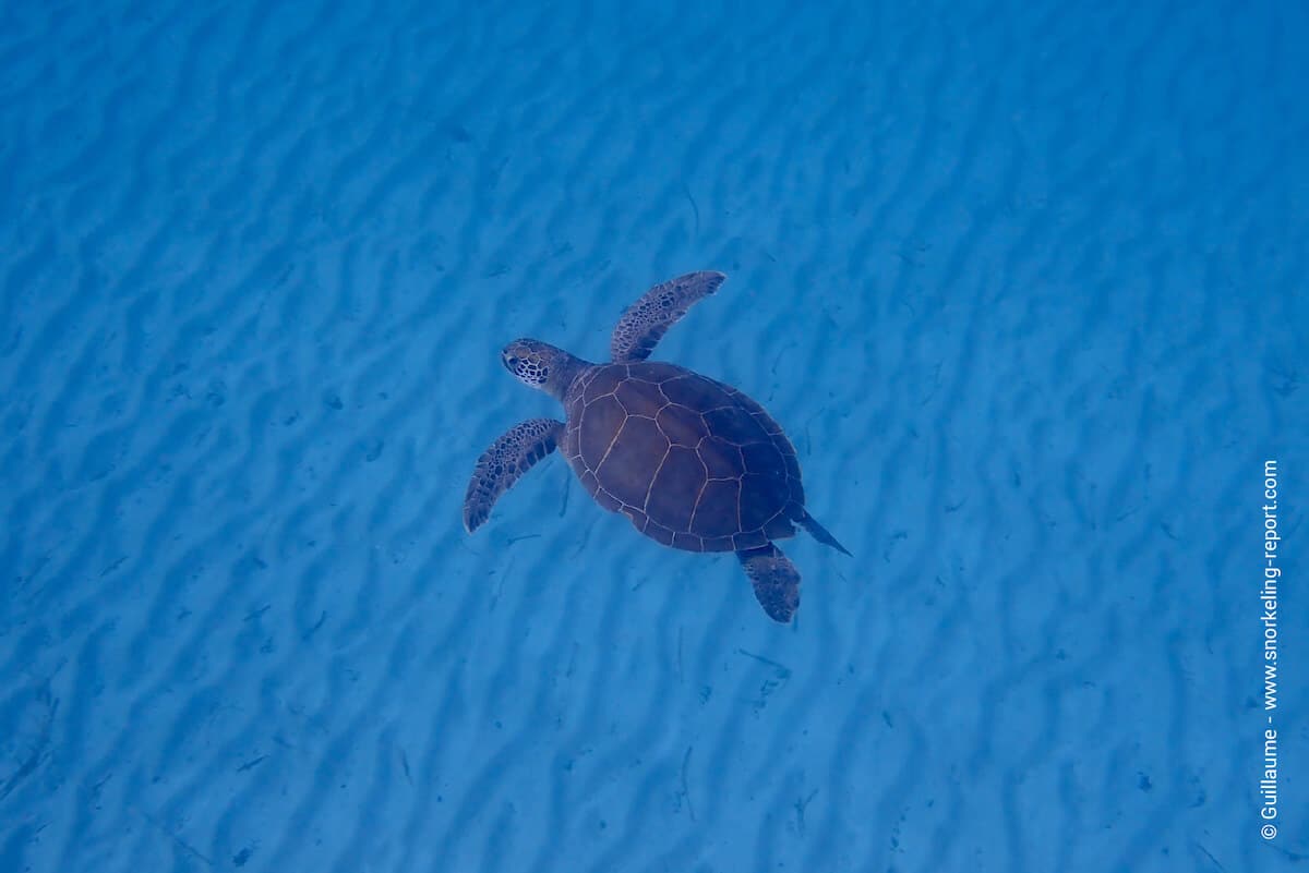 Green sea turtle in Konnos Beach