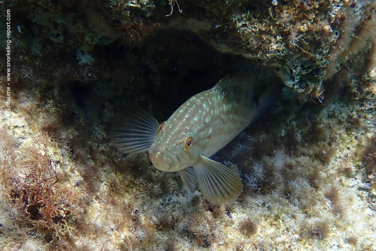 Small grouper at the Blue Lagoon, Cyprus.