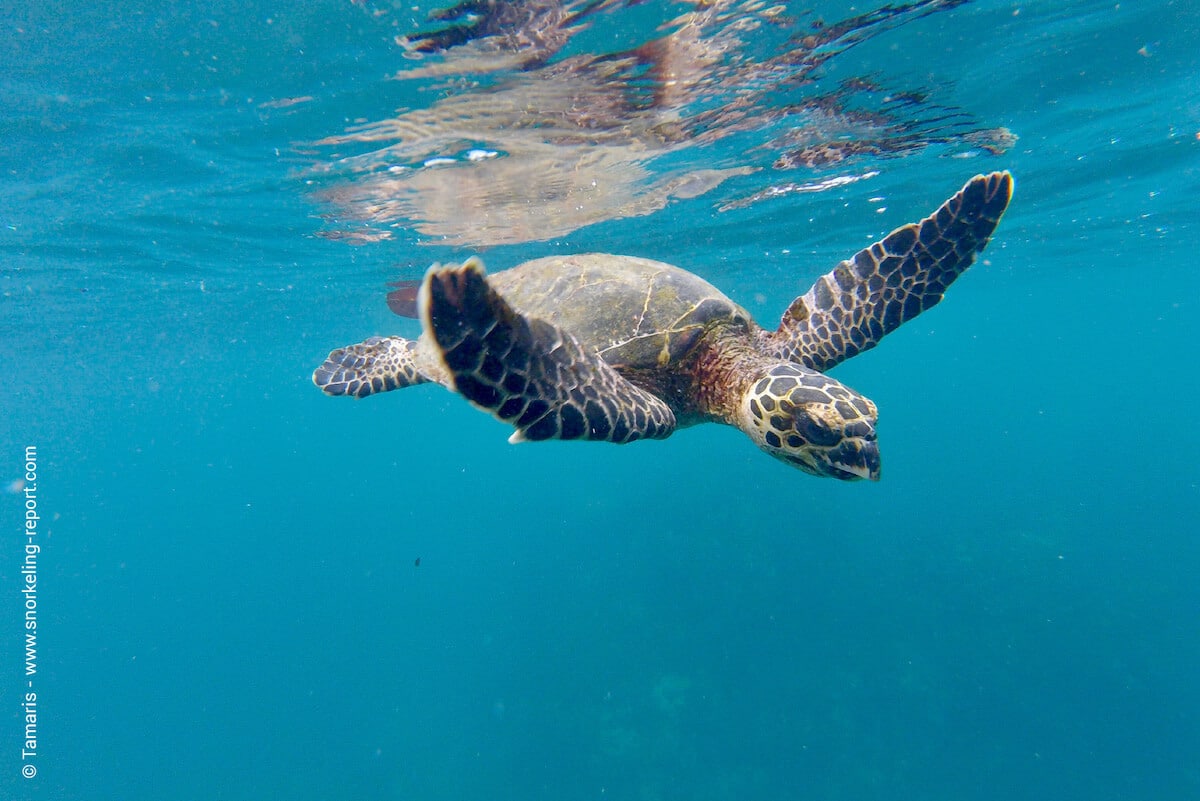 Hawksbill sea turtle in Isla del Cano, Costa Rica