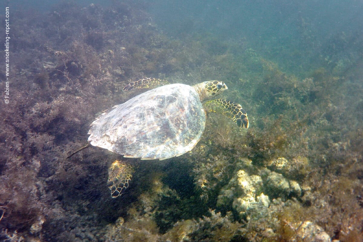 Hawksbill sea turtle in Pereybere Beach