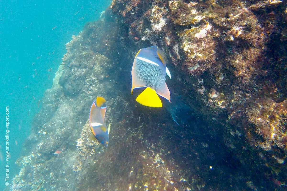 King angelfish in Isla del Cano