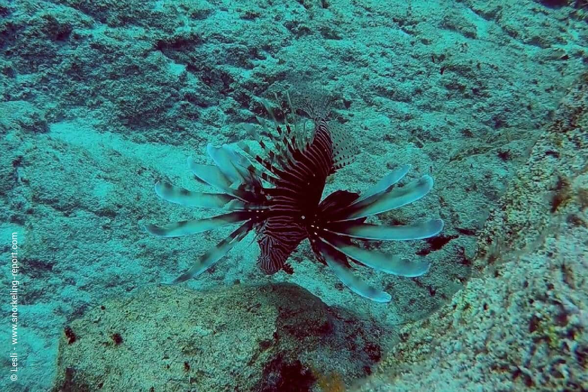 Indian Ocean lionfish at Cape Greco's canyon
