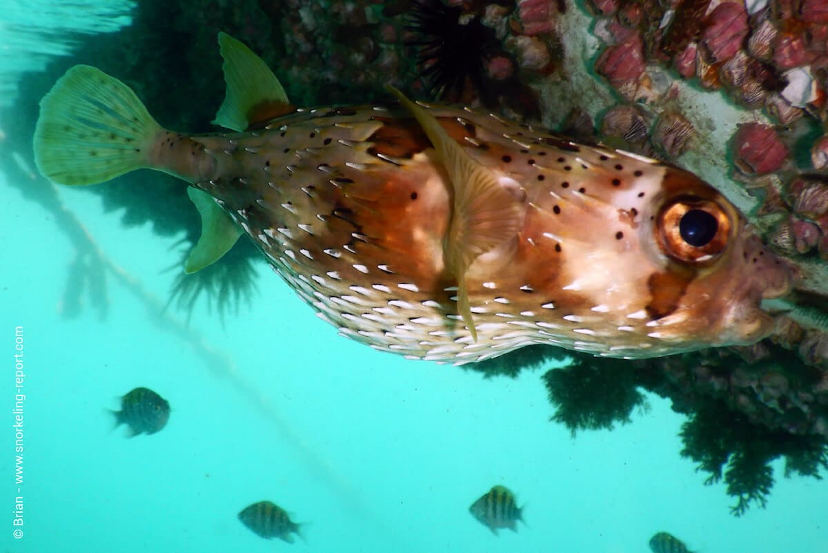 Longspine porcupinefish in Playas del Coco