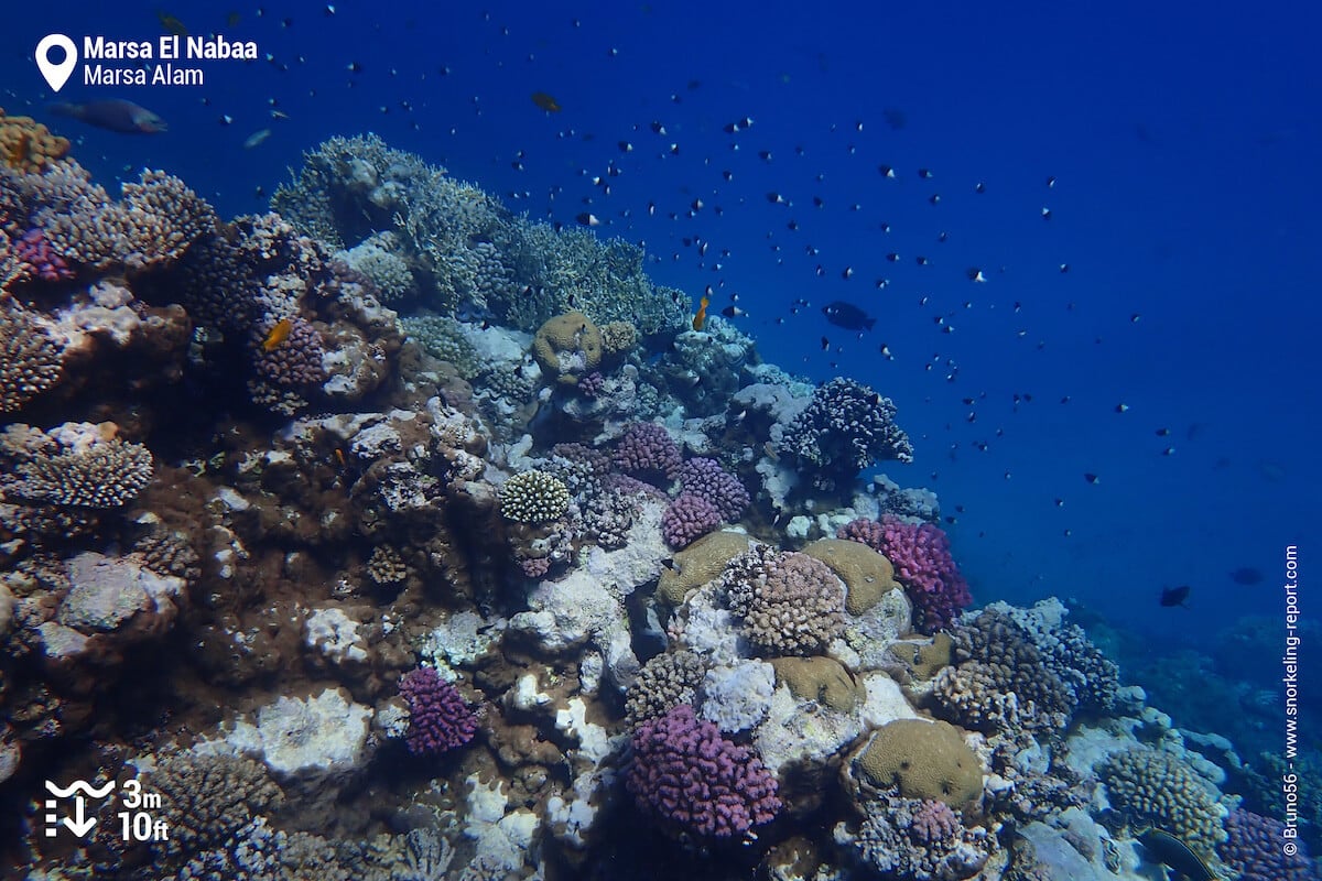 Coral reef at Marsa El Nabaa