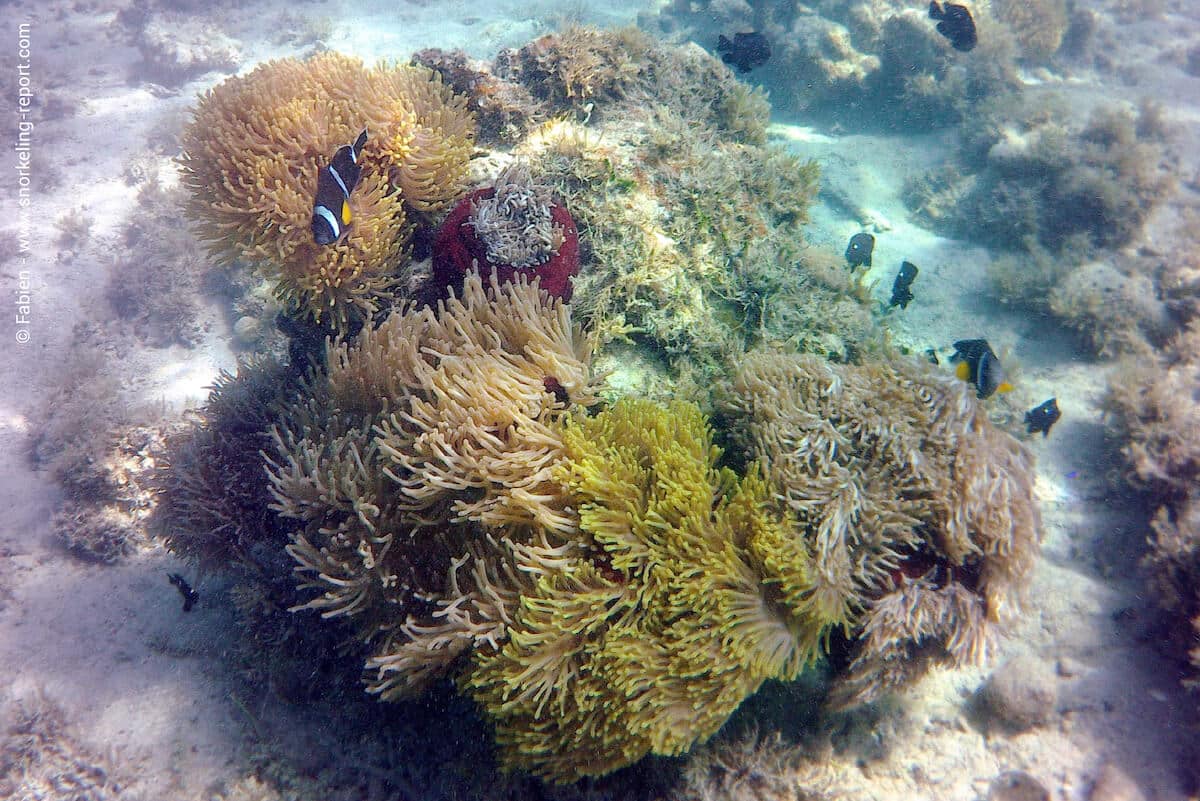 Mauritian clownfish at the Anemone Garden