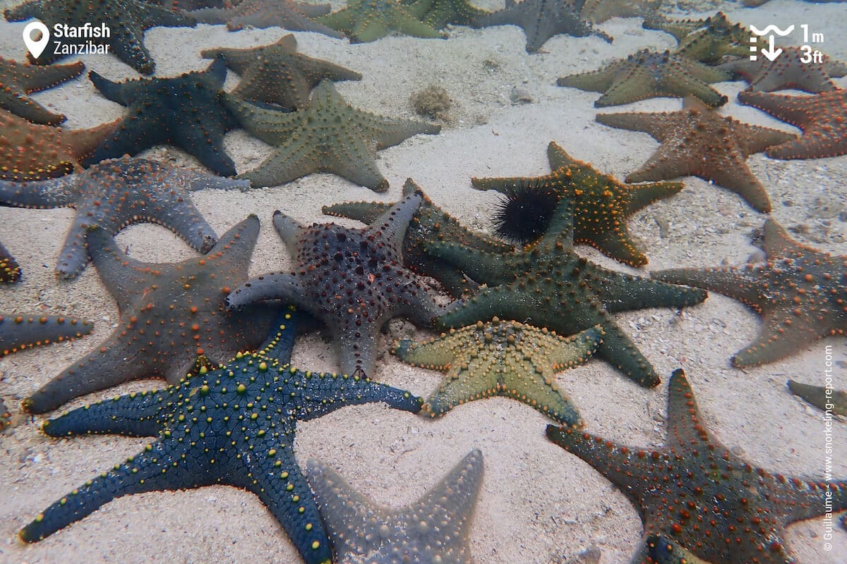 Multicolored knobbed sea stars in Zanzibar
