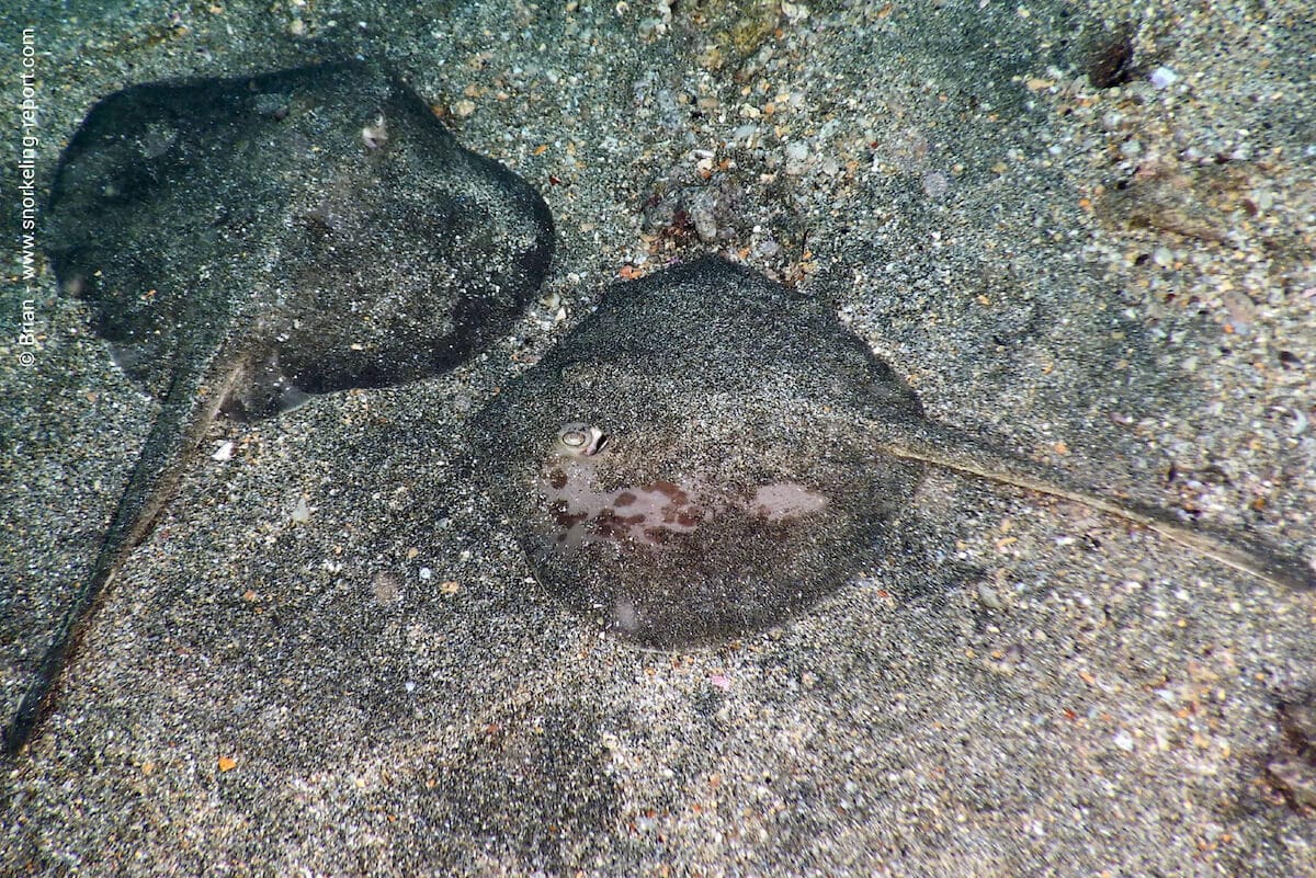A pair of blotched roundrays in Playa Ocotal