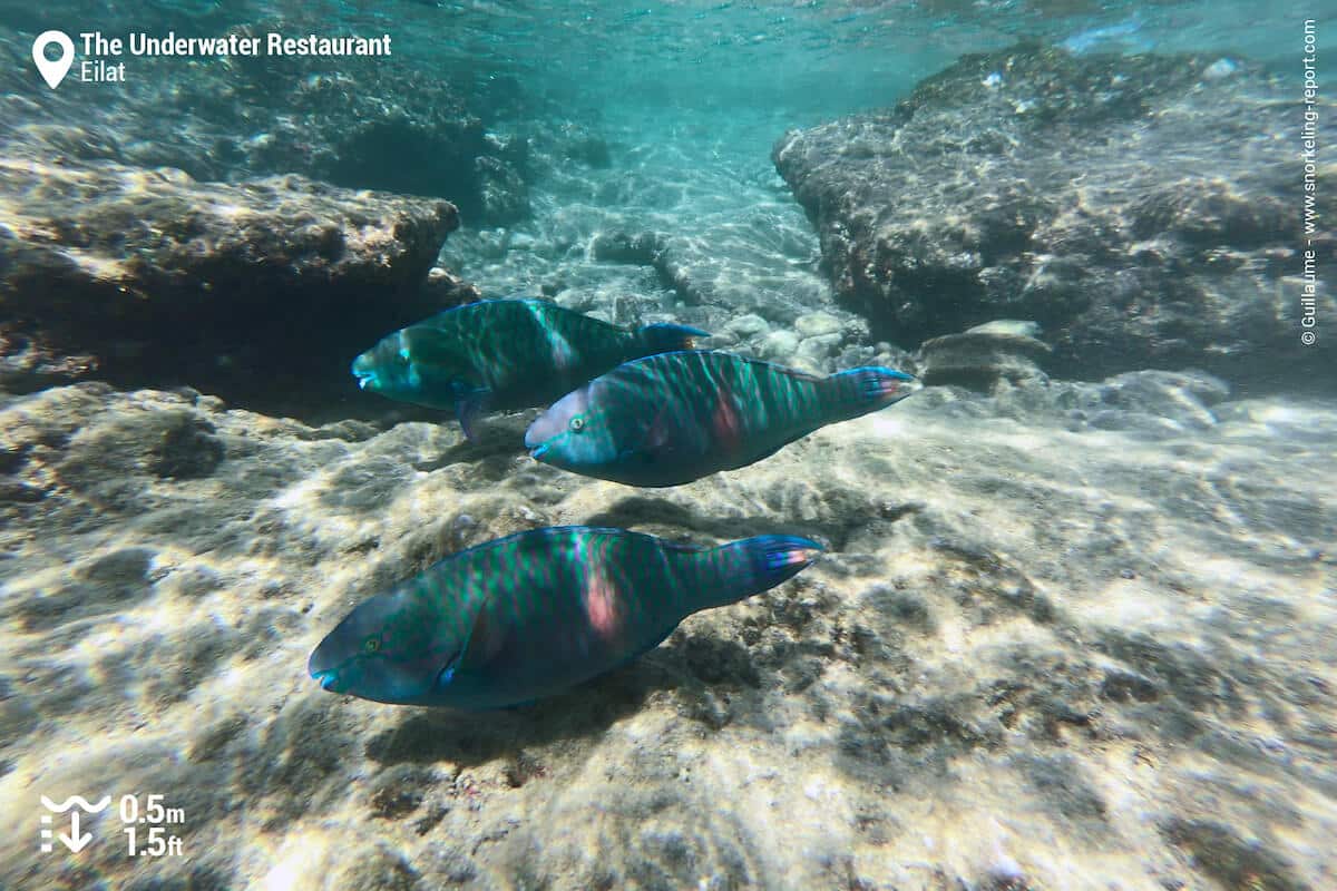 Purple-brown parrotfish at the Underwater Restaurant