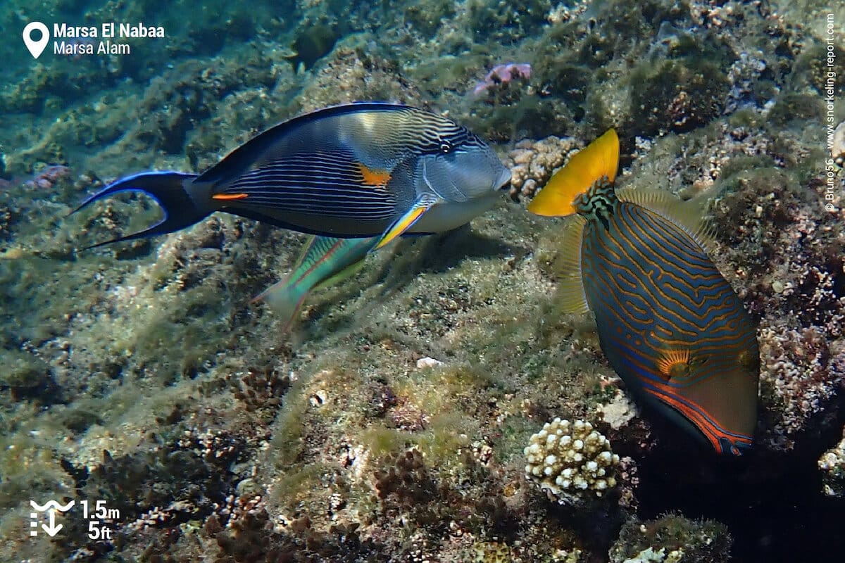 Reef fish at Marsa El Nabaa