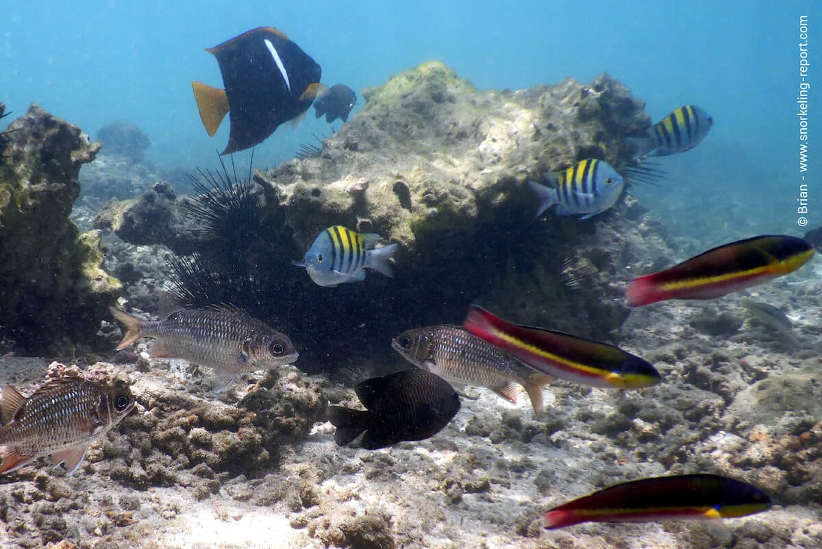 Reef fish in Playa Buena