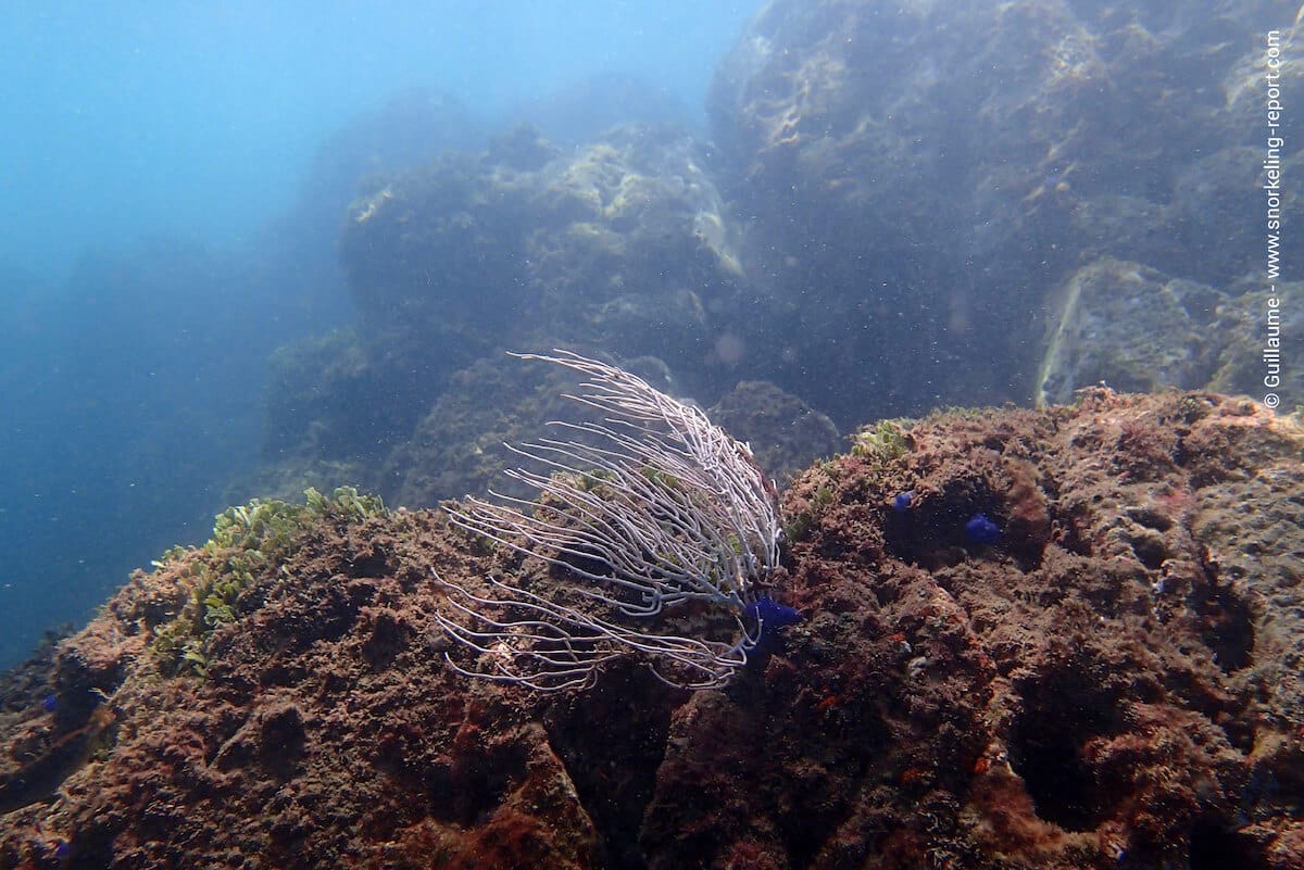 Rocky seabed in Playa Danta, Costa Rica