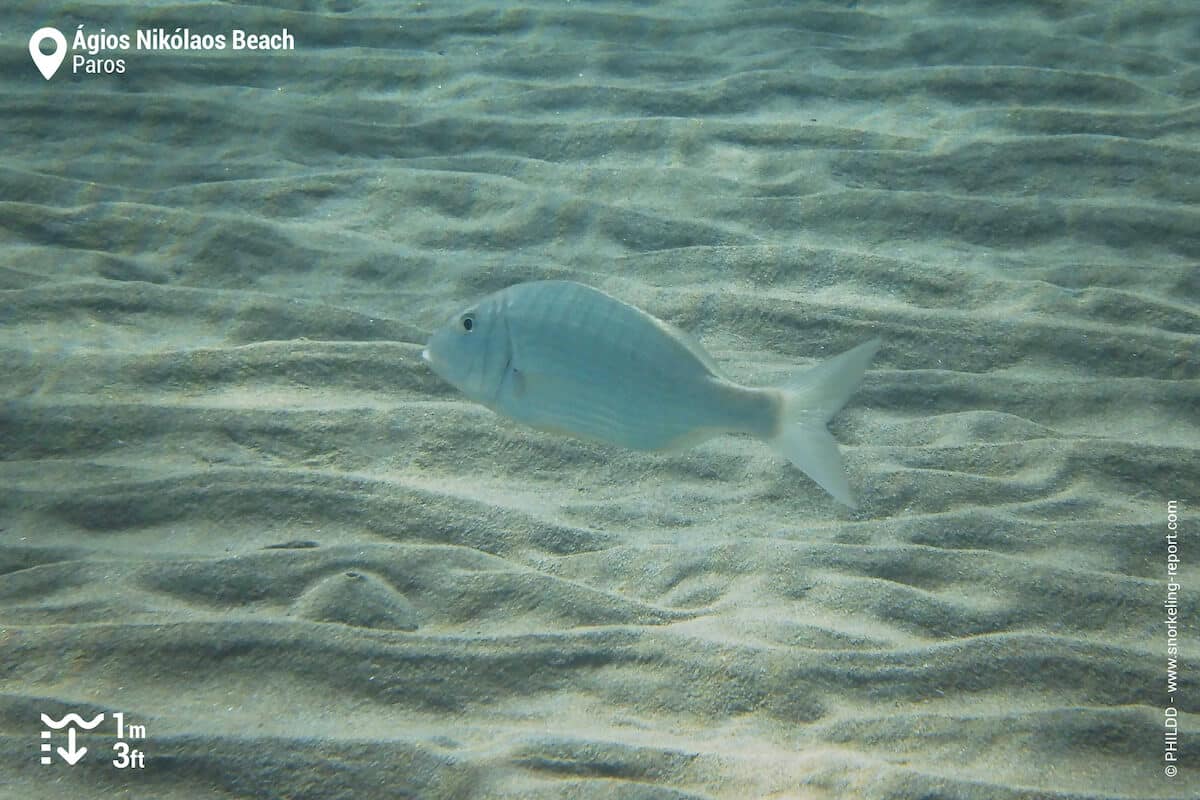 Sand steenbras in Aliki