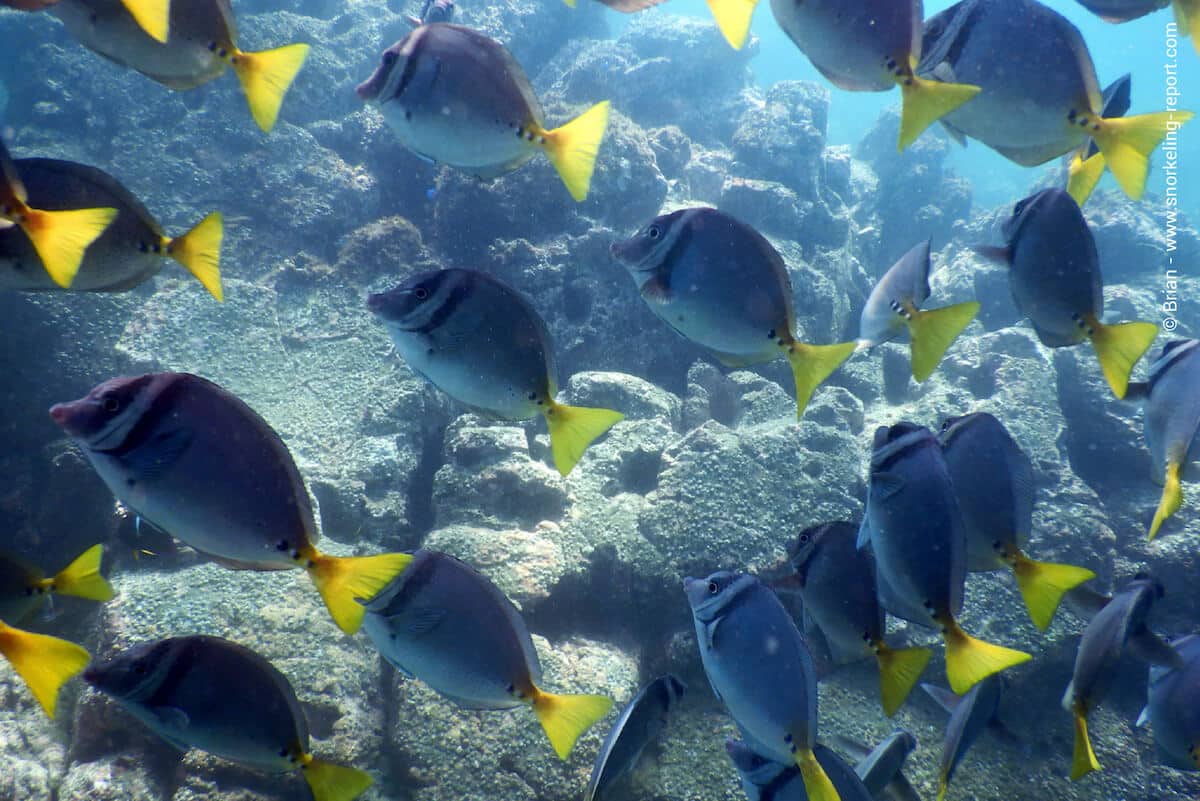 School of razor surgeonfish in Playa Penca