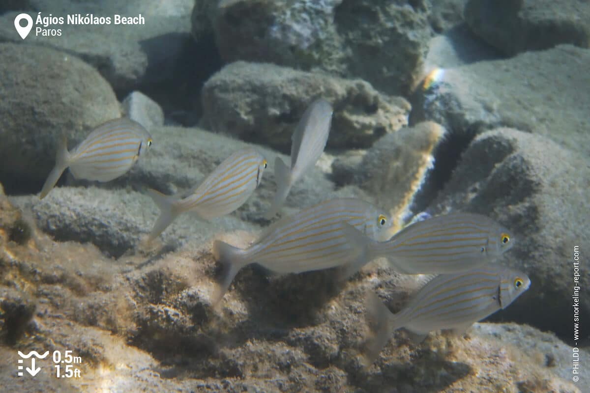 School of salema in rocky bed