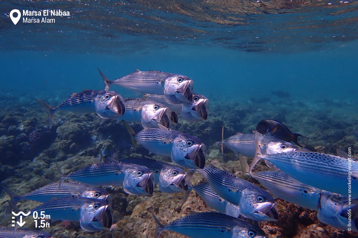 School of striped mackerel in Marsa El Nabaa