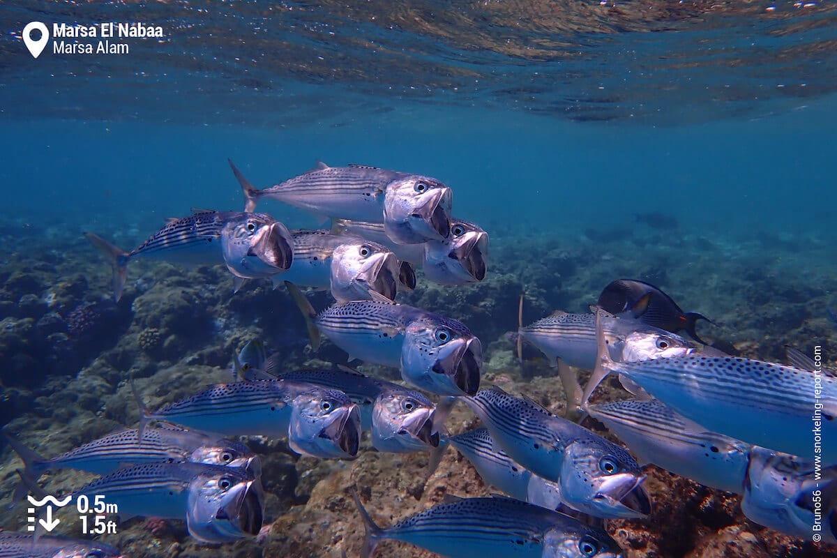 School of striped mackerel in Marsa El Nabaa