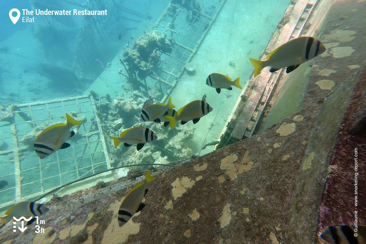 School of twobar seabream at the Underwater Restaurant, Eilat