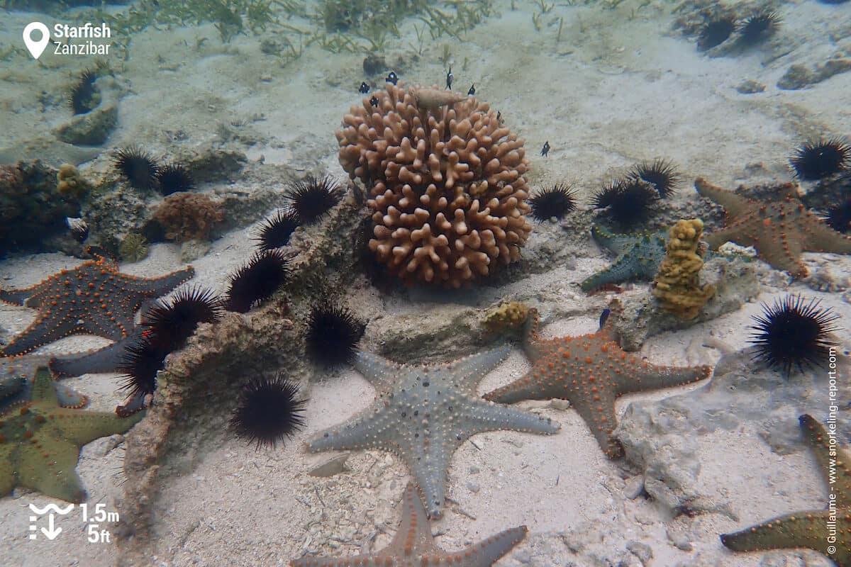 Small coral and starfish on the reef flat