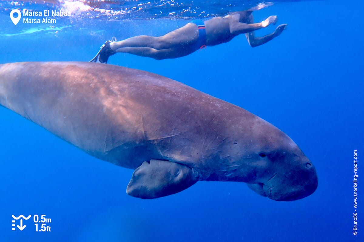 Snorkeler with a dugong in Marsa El Nabaa