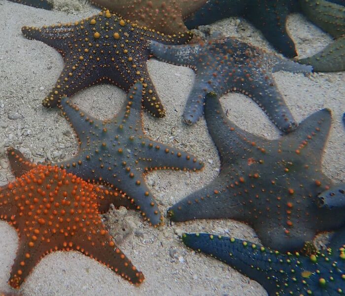 Starfish