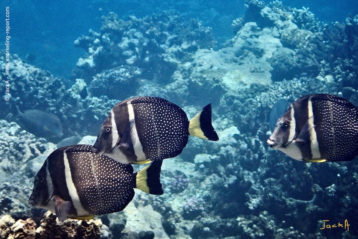School of whitespotted surgeonfish in Trou aux Biches