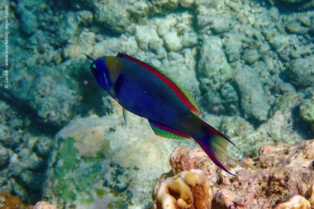 Red breasted wrasse in Pereybere