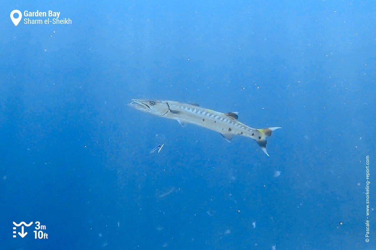 Barracuda in Garden Bay