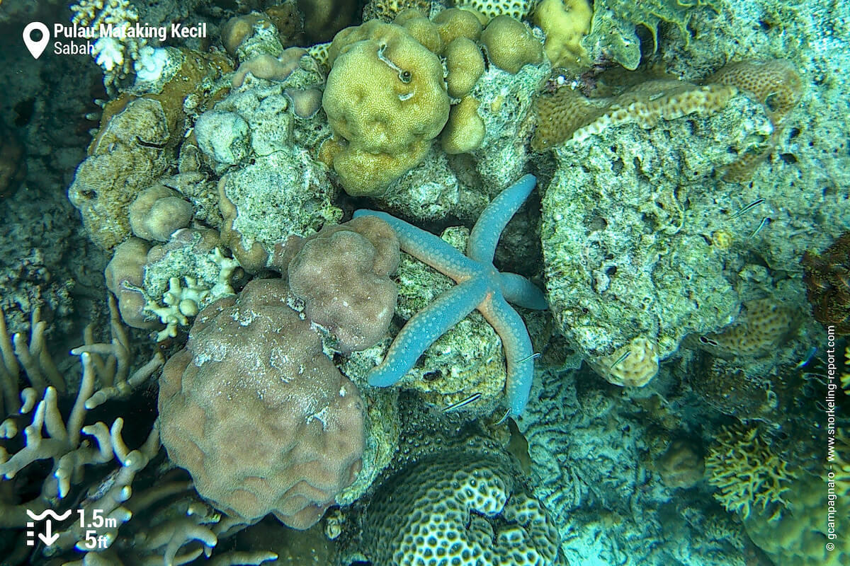 Blue sea star in Mataking Kecil