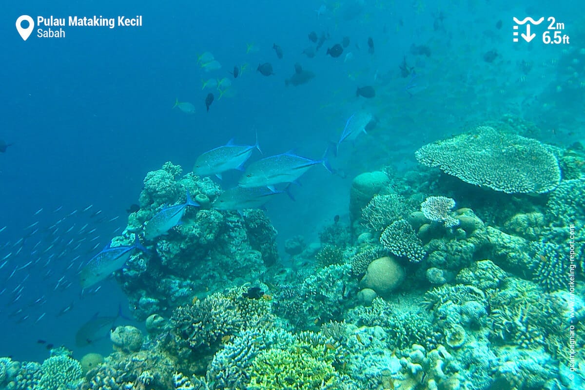 School of bluefin trevally
