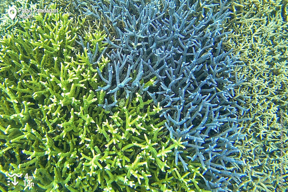 Branching coral at Pulau Pandanan